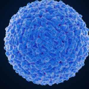 Pesquisa identifica genes-chave na resposta imune ao vírus da dengue