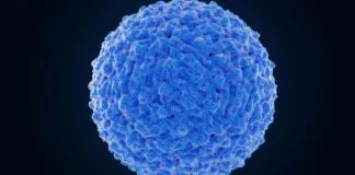 Pesquisa identifica genes-chave na resposta imune ao vírus da dengue Pesquisa identifica genes-chave na resposta imune ao vírus da dengue