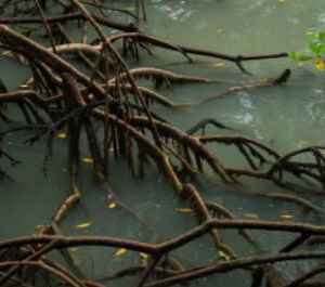 Manguezais são aliados do Brasil na redução de emissões de carbono