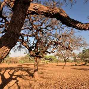 Apib pede inclusão de mais biomas brasileiros em regulação europeia