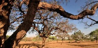 Apib pede inclusão de mais biomas brasileiros em regulação europeia Apib pede inclusão de mais biomas brasileiros em regulação europeia