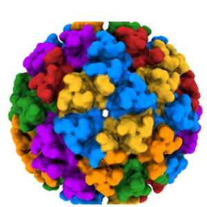 Chikungunya ocasiona ataque a múltiplos órgãos e desequilíbrio imune