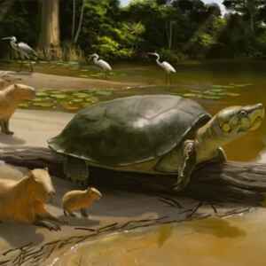 Tartaruga Gigante da Amazônia de 2 m pode ter sido consumida por humanos