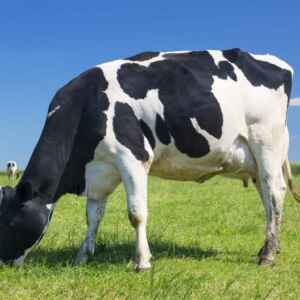 Vaca Transgênica Brasileira Produz Leite com Insulina pela Primeira Vez