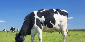 Vaca Transgênica Brasileira Produz Leite com Insulina pela Primeira Vez Vaca Transgênica Brasileira Produz Leite com Insulina pela Primeira Vez