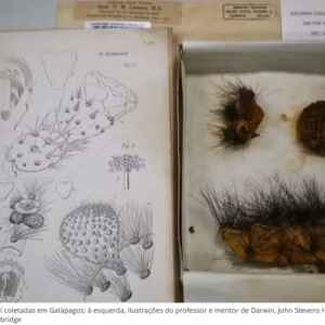 Plantas coletadas por Darwin são reveladas após 200 anos armazenadas