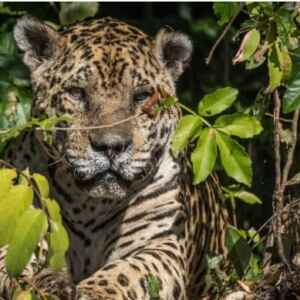 Pesquisadores testam IA para evitar mortes de animais em rodovias