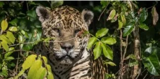 Pesquisadores testam IA para evitar mortes de animais em rodovias Pesquisadores testam IA para evitar mortes de animais em rodovias