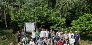 Prospecção de Sistemas Agroflorestais no Pará pela Embrapa Cocais Prospecção de Sistemas Agroflorestais no Pará pela Embrapa Cocais