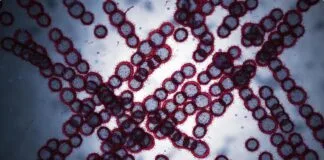 Fungo pode ser a causa do desenvolvimento de Alzheimer Fungo pode ser a causa do desenvolvimento de Alzheimer