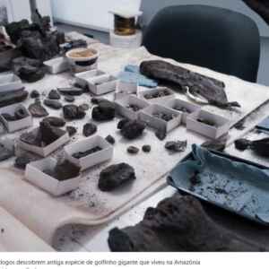 Fóssil de boto de 16 milhões de anos é descoberto no Peru