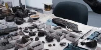 Fóssil de boto de 16 milhões de anos é descoberto no Peru Fóssil de boto de 16 milhões de anos é descoberto no Peru