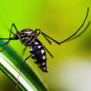 Cientistas desenvolvem armadilha para combater o mosquito da dengue
