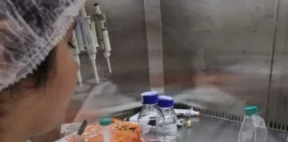 Nanoemulsão de óleo de copaíba demonstra eficiência antiviral contra o Zika Nanoemulsão de óleo de copaíba demonstra eficiência antiviral contra o Zika