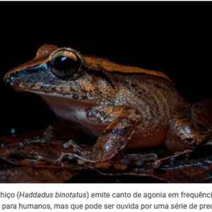 Anfíbios utilizam canto ultrassônico para defesa, revela pesquisa