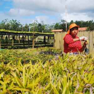 Symbiosis, a Empresa Florestal que Conquistou a Apple