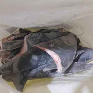 Limites de Captura de Peixes Estabelecidos para 2024