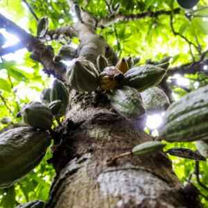 Pará é líder Nacional na produção sustentável de sementes de cacau