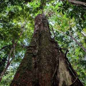 Certificadora nacional visa democratizar o mercado de crédito de carbono