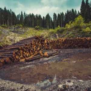 Plantar árvores em lugares errados pode contribuir para o aquecimento global, revela estudo
