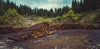 Plantar árvores em lugares errados pode contribuir para o aquecimento global, revela estudo Plantar árvores em lugares errados pode contribuir para o aquecimento global, revela estudo
