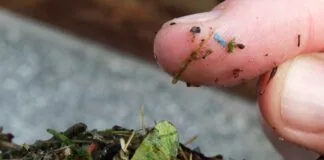 Cientistas encontram evidências de contaminação por microplásticos em amostras arqueológicos Cientistas encontram evidências de contaminação por microplásticos em amostras arqueológicos