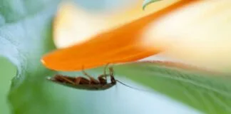 Leite de barata poderá ser o alimento do futuro barata