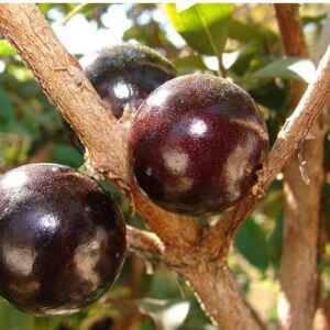 Casca da jabuticaba ajuda no tratamento da obesidade e síndrome metabólica