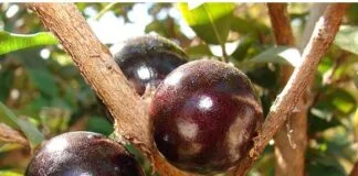Casca da jabuticaba ajuda no tratamento da obesidade e síndrome metabólica Casca da jabuticaba ajuda no tratamento da obesidade e síndrome metabólica
