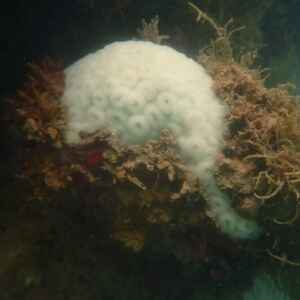 Brasil testemunha quarto branqueamento em massa dos recifes de corais