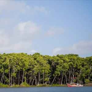 Importância da população local na regeneração dos manguezais