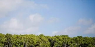 Importância da população local na regeneração dos manguezais Importância da população local na regeneração dos manguezais