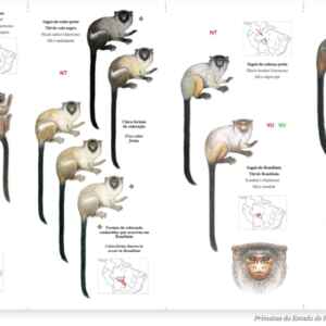 Rondônia lança guia ilustrado de primatas