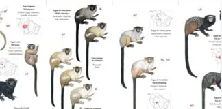 Rondônia lança guia ilustrado de primatas Rondônia lança guia ilustrado de primatas