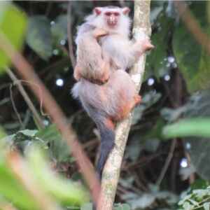 O drama dos macacos no Arco do Desmatamento