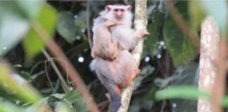 O drama dos macacos no Arco do Desmatamento O drama dos macacos no Arco do Desmatamento