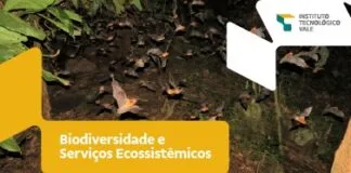 A Ciência por trás do Cacau e do Chocolate A Ciência por trás do Cacau e do Chocolate