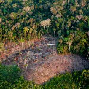 Desmatamento na Amazônia tem queda de 63% no primeiro bimestre de 2024