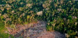 Desmatamento na Amazônia tem queda de 63% no primeiro bimestre de 2024 Desmatamento na Amazônia tem queda de 63% no primeiro bimestre de 2024