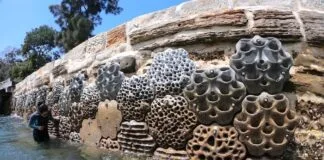 Paredões vivos para aumentar o habitat marinho Paredões vivos para aumentar o habitat marinho