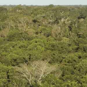 El Niño interrompe capacidade das florestas da América do Sul de absorver carbono