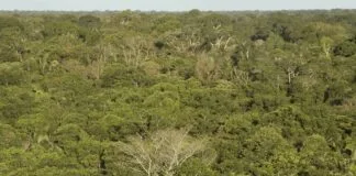 El Niño interrompe capacidade das florestas da América do Sul de absorver carbono El Niño interrompe capacidade das florestas da América do Sul de absorver carbono