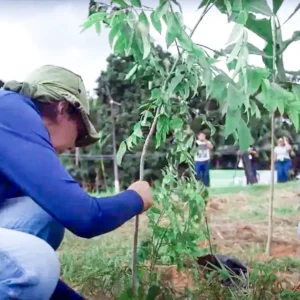 Estudo da UFPA desenvolve técnica que acelera crescimento de árvores amazônicas Pesquisadores da UFPA fazem replantio de árvores na Amazônia