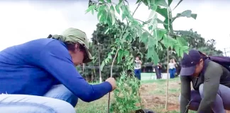 Pesquisadores da UFPA fazem replantio de árvores na Amazônia