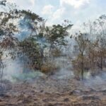 Incêndios em áreas de florestas maduras cresceram 152% na Amazônia em 2023, aponta estudo