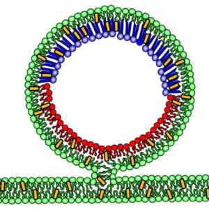 Pesquisadores propõem novo modelo para o estudo de membranas celulares