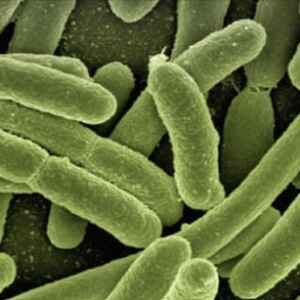 Nano e biotecnologia trazem avanços para o controle biológico na agricultura