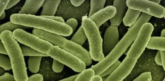 Nano e biotecnologia trazem avanços para o controle biológico na agricultura Nano e biotecnologia trazem avanços para o controle biológico na agricultura