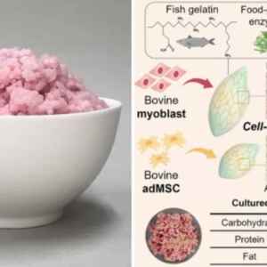 Arroz bovino: Solução sustentável ainda engatinha na produção e no sabor