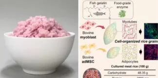 Arroz bovino: Solução sustentável ainda engatinha na produção e no sabor Arroz bovino: Solução sustentável ainda engatinha na produção e no sabor